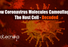 Scientists Decode How Coronavirus Camouflage From Immune System how coronavirus molecules camouflage