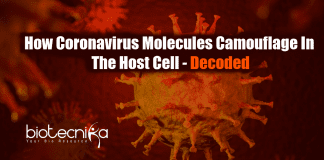 how coronavirus molecules camouflage