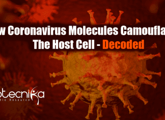 Scientists Decode How Coronavirus Camouflage From Immune System how coronavirus molecules camouflage