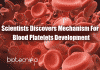 Scientists Discover Mechanism Of Platelet Development mechanism for development of blood platelets