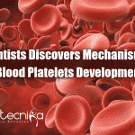 mechanism for development of blood platelets