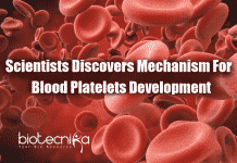 Scientists Discover Mechanism Of Platelet Development mechanism for development of blood platelets