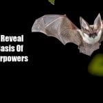Scientists Reveal Genomic Basis Of Bat’s Superpowers Including Its Tolerance To Virus Genetics Behind Bat's Abilities