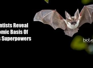 Genetics Behind Bat's Abilities