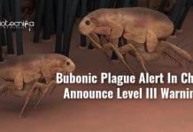 Bubonic Plague Alert In China – Level III Warning Announced bubonic plague reported in china
