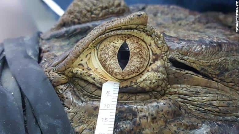 Tears of Birds And Reptiles. 