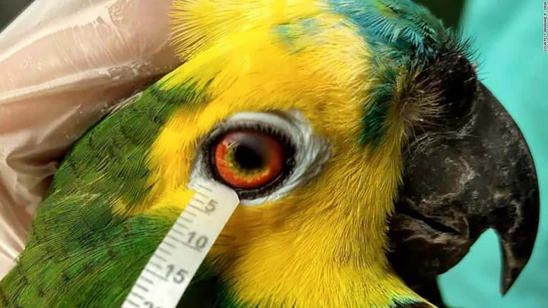 Tears of Birds And Reptiles