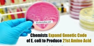 21st Amino Acid From E.coli Produced By Rice University Chemists
