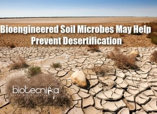 Bioengineered Soil Microbes