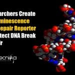 Bioluminescence DNA Repair Reporter