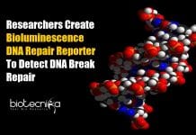 Bioluminescent Tag to Detect DNA Break Repair Bioluminescence DNA Repair Reporter