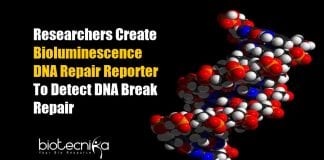 Bioluminescence DNA Repair Reporter