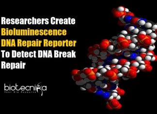 Bioluminescence DNA Repair Reporter