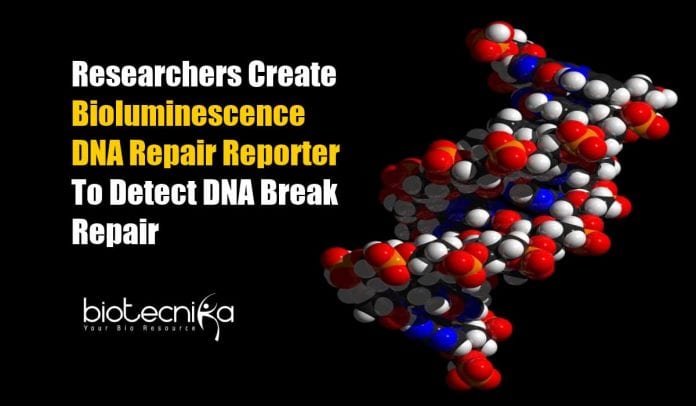 Bioluminescence DNA Repair Reporter