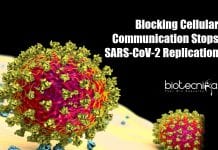 Study Finds Blocking Cellular Communication Stops SARS-CoV-2 Blocking cellular communication stops SARS-CoV-2