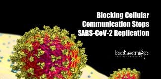 Blocking cellular communication stops SARS-CoV-2