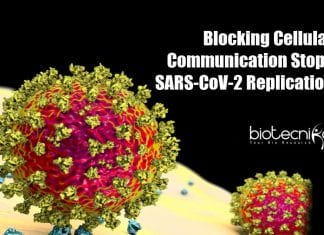 Blocking cellular communication stops SARS-CoV-2