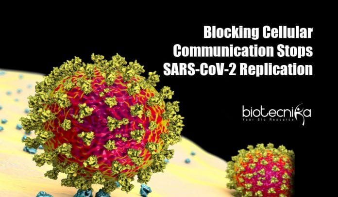 Blocking cellular communication stops SARS-CoV-2