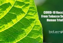 Coronavirus Vaccine From Tobacco Set For Human Trials COVID-19 vaccine from tobacco