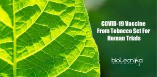 COVID-19 vaccine from tobacco