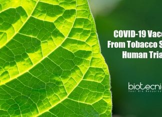 COVID-19 vaccine from tobacco