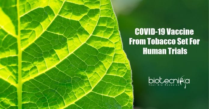 COVID-19 vaccine from tobacco
