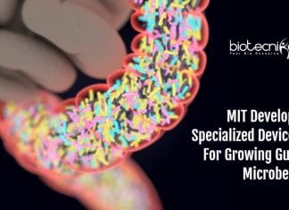 Device To Model Gut Microbiome