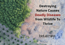 Deadly Zoonotic Diseases Arise Due to Wildlife Habitat Destruction Diseases Arise By Destroying Nature