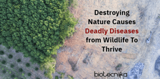 Diseases Arise By Destroying Nature