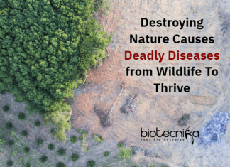 Diseases Arise By Destroying Nature