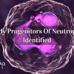 early progenitors of neutrophil