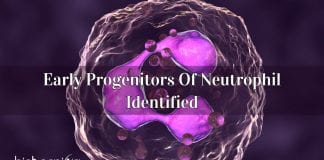 early progenitors of neutrophil