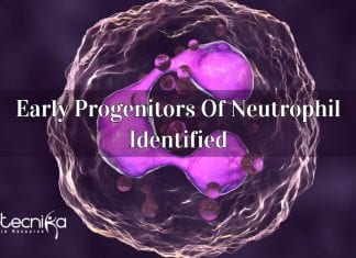 For The First Time Scientists Track Down Early Progenitors Of Neutrophil early progenitors of neutrophil