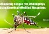 Combating Dengue, Zika, Chikungunya Using Genetically Modified Mosquitoes Preventing mosquito-borne diseases