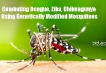 Preventing mosquito-borne diseases