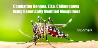 Preventing mosquito-borne diseases
