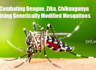 Preventing mosquito-borne diseases