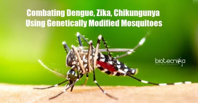 Preventing mosquito-borne diseases