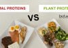 Plants a better source of protein than animals 