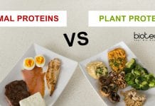 Plant Better Source For Proteins Than Animals – Decreases Heart Disease Risk : Study Plants a better source of protein than animals