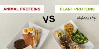Plants a better source of protein than animals 