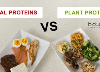 Plant Better Source For Proteins Than Animals – Decreases Heart Disease Risk : Study Plants a better source of protein than animals