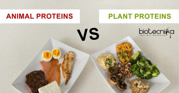 Plants a better source of protein than animals 