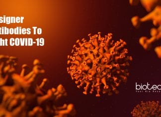 Monoclonal antibodies to protect from COVID-19