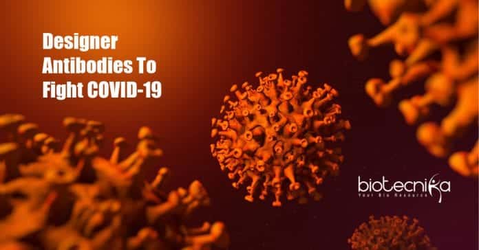 Monoclonal antibodies to protect from COVID-19