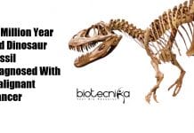 77 Million Year Old Dinosaur Fossil Diagnosed With Malignant Cancer dinosaur fossil with bone cancer