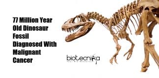 dinosaur fossil with bone cancer