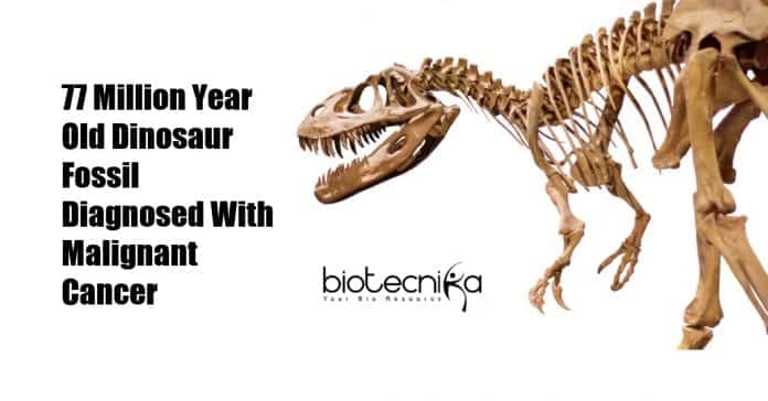 dinosaur fossil with bone cancer