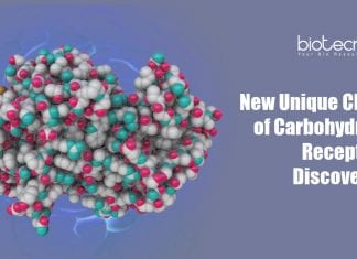 New Unique Class of Carbohydrate Receptors