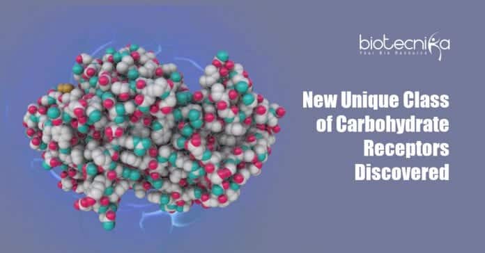 New Unique Class of Carbohydrate Receptors